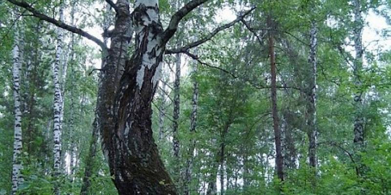 Легенда о Красивой березе